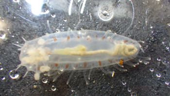 Media type: image;   Invertebrate Zoology 153394 Description: Live specimen.;